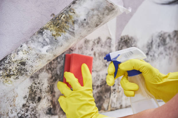 Best Commercial Mold Inspection  in Fifth Street, TX